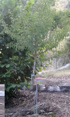 Ciliegio selvatico / albero.jpg albero.jpg