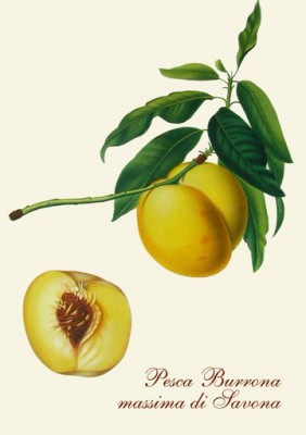 pesca_burrona_savona.jpg (33.41 KiB) Osservato 841 volte pesca_burrona_savona.jpg