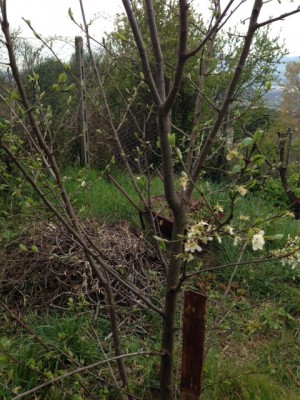 foto 1.JPG (122.57 KiB) Osservato 629 volte foto 1.JPG