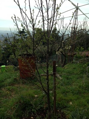 foto 2.JPG (176.39 KiB) Osservato 629 volte foto 2.JPG