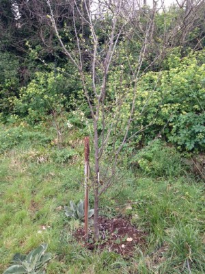 foto 4.JPG (153.51 KiB) Osservato 629 volte foto 4.JPG