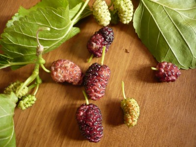 P1030306.JPG (162.57 KiB) Osservato 1209 volte P1030306.JPG