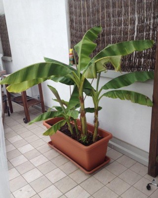 IMG_2708 (FILEminimizer).jpg (84.71 KiB) Osservato 579 volte IMG_2708 (FILEminimizer).jpg