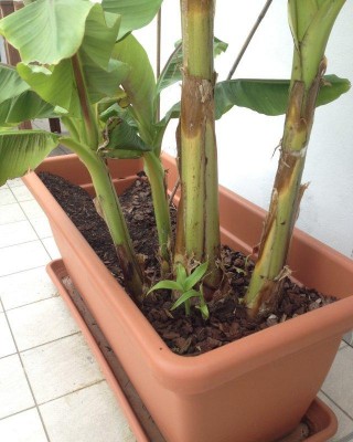 IMG_2709 (FILEminimizer).jpg (75.87 KiB) Osservato 579 volte IMG_2709 (FILEminimizer).jpg