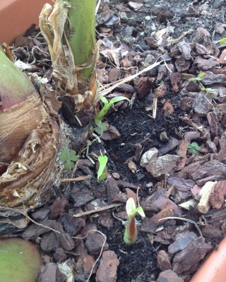 IMG_2710 (FILEminimizer).jpg (138.04 KiB) Osservato 579 volte IMG_2710 (FILEminimizer).jpg