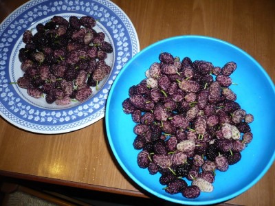 P1030491.JPG (206.72 KiB) Osservato 1368 volte P1030491.JPG