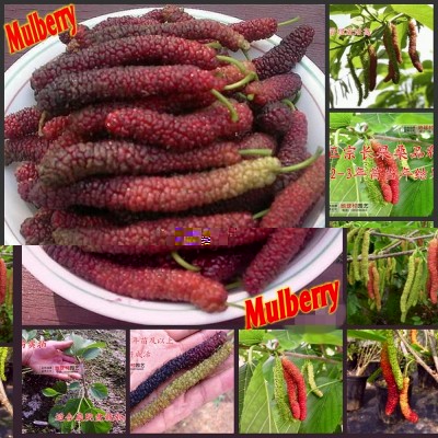 100-High-Quality-Fresh-Long-font-b-Mulberry-b-font-Fruit-Tree-Seeds-100-SEEDS.jpg (267.29 KiB) Osservato 1310 volte 100-High-Quality-Fresh-Long-font-b-Mulberry-b-font-Fruit-Tree-Seeds-100-SEEDS.jpg