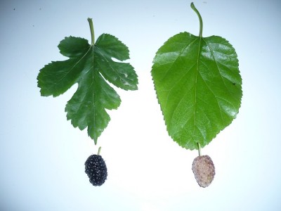 P1030617.JPG (89.72 KiB) Osservato 1288 volte P1030617.JPG