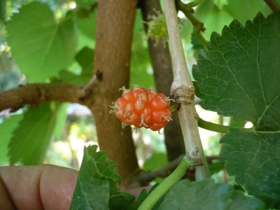 P1030682.JPG (124.63 KiB) Osservato 1435 volte P1030682.JPG