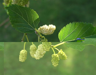 800px-Morus-alba.jpg (87.59 KiB) Osservato 1388 volte 800px-Morus-alba.jpg