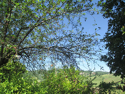 IMG_5478 web.jpg IMG_5478 web.jpg