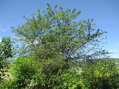 IMG_5479 web.jpg IMG_5479 web.jpg