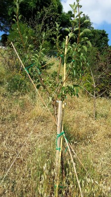 20140622_175721.jpg (209.01 KiB) Osservato 690 volte 20140622_175721.jpg