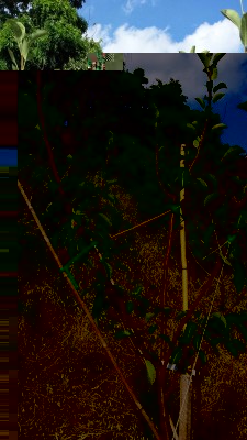 20140622_175737.jpg (196.55 KiB) Osservato 690 volte 20140622_175737.jpg