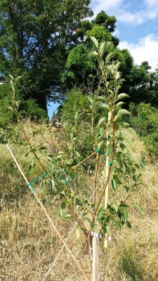 20140622_175805.jpg (205.41 KiB) Osservato 690 volte 20140622_175805.jpg