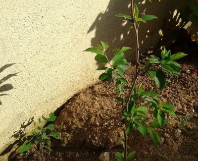 115.jpg (136.73 KiB) Osservato 640 volte 115.jpg