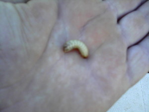 2014-08-11 18.53.24.jpg 2014-08-11 18.53.24.jpg