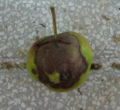 melo 001.jpg (132.07 KiB) Osservato 654 volte melo 001.jpg