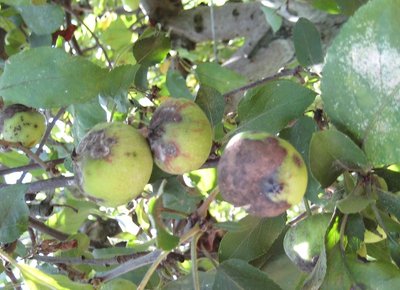 melo 005.jpg (151.62 KiB) Osservato 654 volte melo 005.jpg