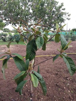 nespolo 1.jpg (68.97 KiB) Osservato 1378 volte nespolo 1.jpg