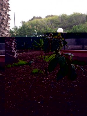 nespolo.jpg (57.34 KiB) Osservato 1378 volte nespolo.jpg