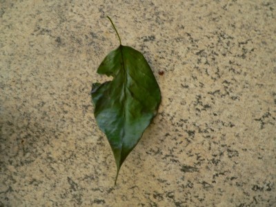 P1010853.JPG (179.4 KiB) Osservato 572 volte P1010853.JPG