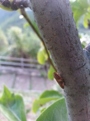 2 (1).jpg (103.98 KiB) Osservato 621 volte 2 (1).jpg