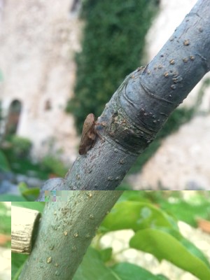 2 (2).jpg (103.55 KiB) Osservato 621 volte 2 (2).jpg