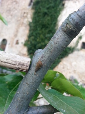 3.jpg (117.12 KiB) Osservato 621 volte 3.jpg