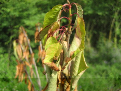 IMG_0345.JPG (100.64 KiB) Osservato 743 volte IMG_0345.JPG