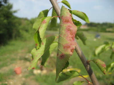 IMG_0337.JPG (83.25 KiB) Osservato 742 volte IMG_0337.JPG