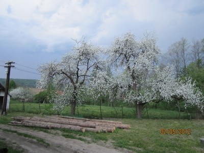 IMG_4932 (Copia).JPG (120.22 KiB) Osservato 3252 volte IMG_4932 (Copia).JPG