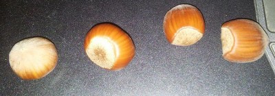 nocciole.jpg (101.17 KiB) Osservato 1224 volte nocciole.jpg