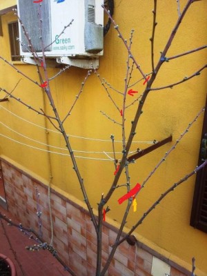 210botk.jpg (115.84 KiB) Osservato 746 volte 210botk.jpg