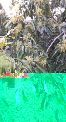 avocado1.jpg (56.6 KiB) Osservato 634 volte avocado1.jpg