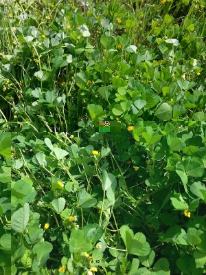 20150502_105836.jpg (310.52 KiB) Osservato 866 volte 20150502_105836.jpg