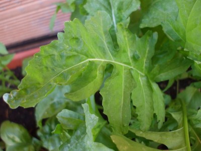 01.jpg (215.43 KiB) Osservato 774 volte 01.jpg