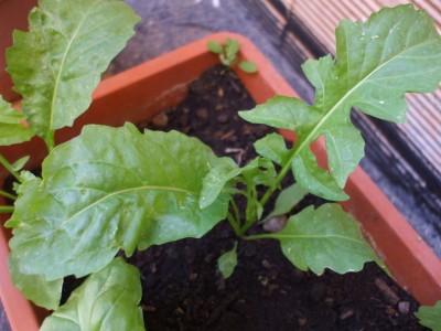 02.jpg (231.14 KiB) Osservato 774 volte 02.jpg