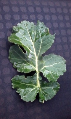 20160305_132857-001.jpg (174.01 KiB) Osservato 1310 volte 20160305_132857-001.jpg