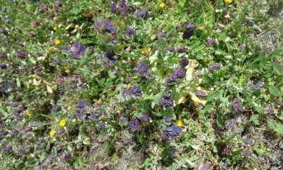 20160328_123028.jpg (339.3 KiB) Osservato 1136 volte 20160328_123028.jpg