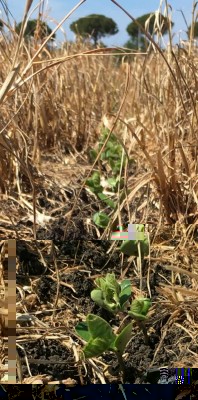 image.jpeg (127.78 KiB) Osservato 3216 volte image.jpeg