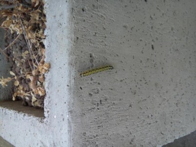 20160621_125237.jpg (102.88 KiB) Osservato 1338 volte 20160621_125237.jpg