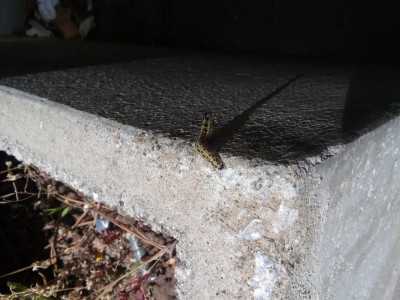 20160621_125242.jpg (114.3 KiB) Osservato 1338 volte 20160621_125242.jpg