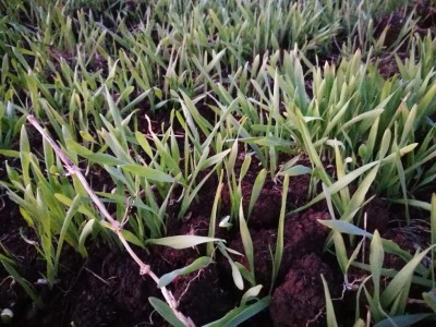 Questo l'ingiallimento appena comparso / IMG_20161209_170015.jpg IMG_20161209_170015.jpg