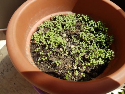 20170408_132612.jpg (135.88 KiB) Osservato 1140 volte 20170408_132612.jpg