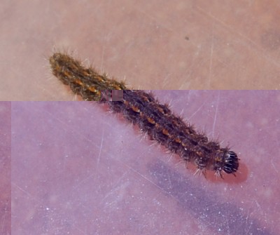 nk1705 021ok.jpg (177.08 KiB) Osservato 1924 volte nk1705 021ok.jpg