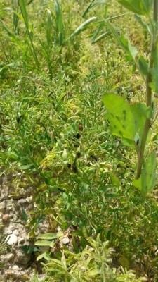 115.JPG (127.71 KiB) Osservato 1279 volte 115.JPG