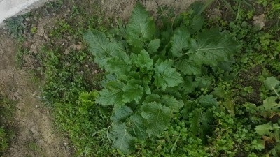 erba.jpg (134.18 KiB) Osservato 1885 volte erba.jpg