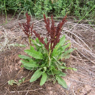 Rumex-crispus.fruiting.Copyright-�-2006-2012-Spices-and-Medicinal-Herbs.www_.spicesmedicinalherbs.com_.jpg