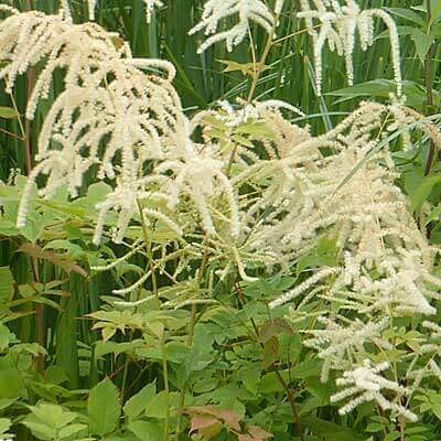 aruncusdiocius.jpg aruncusdiocius.jpg